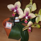 Swatch de Myl_et_un_test : GinZing - Crème Rafraîchissante pour les Yeux, pour Éclaircir et Dégonfler, Origins