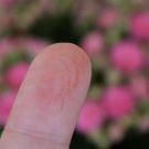 Swatch de cosmetic-madness : Rose Powder Blush, Milani