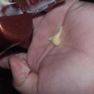 Swatch de Mariem01 : Après Shampoing Crème Riche Huile d'avocat et karité, Garnier