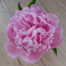 Swatch de morganne21 : Shampoing Sec Original, Batiste