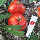 Swatch de Bluegarance : Diabolique Tomate® - Crème d'Eau Actifs Hydratant(1) 24H, Anti-Age et Bonne Mine, Garancia