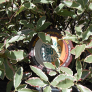 Swatch de julieb : Fructis Hair Food multi-usages Macadamia, Garnier Fructis