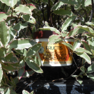 Swatch de julieb : Fructis Hair Food multi-usages Macadamia, Garnier Fructis