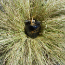 Swatch de julieb : Le Premier Parfum de Lolita Lempicka - Eau de Parfum, Lolita Lempicka