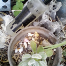 Swatch de anita30 : L'Essence Botanique PURETÉ, Absolution