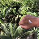 Swatch de Domicgy _beauty_test : Sérum PREBIOFORCE, Phytomer