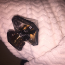 Swatch de iam.c : La Nuit Trésor Eau de Parfum, Lancôme