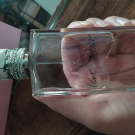 Swatch de AliceMerveilles : Love Rose, Reminiscence