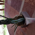 Swatch de nuts69 : Soin JOUR 'Hydratation & Douceur' HELIAGREEN, Heliabrine