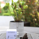 Swatch de peaudane : Le Sérum Renaissance, Mademoiselle Saint Germain