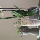 Swatch de Sandrarexh : Épithéliale A.H ultra, A-Derma