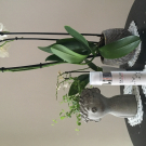 Swatch de Sandrarexh : Hydrate Effect 50ml, Nature EffiScience