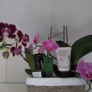 Swatch de Julkatri : La Crème Riche, Absolution