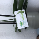 Swatch de Margauxwas : Purifiant argile verte, Ysiance