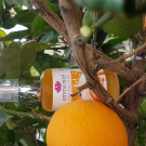 Swatch de liloucharlotte : Huile Vierge de Macérât de carotte Bio, Emma Noël