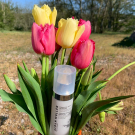 Swatch de Chic50something : Sérum Complexe Eclat Jeunesse, Alban Muller Génie Botanique