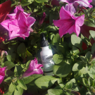 Swatch de Madu1304 : Sérum Botanique Booster Éclat Anti-Taches - Perfect Pisum, Saeve