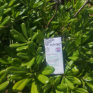 Swatch de Madu1304 : Sérum Botanique Booster Éclat Anti-Taches - Perfect Pisum, Saeve