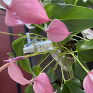 Swatch de Donphine : Huile de Soin Bio Multi-usages Nijiko, MY Maquillage