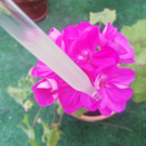 Swatch de @_m_1000_i_ : Sérum Botanique Nuit Micro-Peel Peau Neuve de Saeve, Saeve