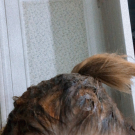 Swatch de endlessjune : Masque Détox Cuir Chevelu, Cattier