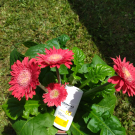 Swatch de Lea12 : Fluide Ultra-Léger SPF50, Dermina