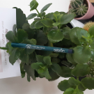 Swatch de Les bons plans de Leila : Crayon liner yeux, Natorigin