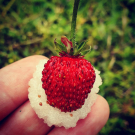 Swatch de Jenniferaaronanna : Gommage au Sucre Nacomi, MY Maquillage