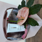 Swatch de Lalypoune : Gommage Corps Éclat, Nuhanciam