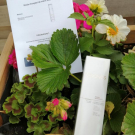 Swatch de candy.manidren : Mousse nettoyante Chronos, Natura Brasil