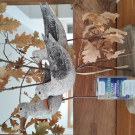 Swatch de Chanchan7 : Microbiote Stress, Biocyte