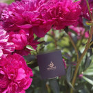 Swatch de Angelique882 : Savon noir à l'huile d'olive et eucalyptus, Nectarome