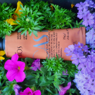 Swatch de Aylin44 : CASTANHA HANDCREME EKOS, Natura Brasil