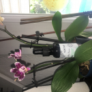 Swatch de Debbb : Sérum Botanique Nuit Micro-Peel Peau Neuve de Saeve, Saeve