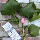 Swatch de peaudane : IN'Ouïe ; Cure -Oreilles écologique, Le Petit Carré Français