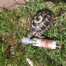 Swatch de Grenouille du sud : Huile de ricin, Emma Noël