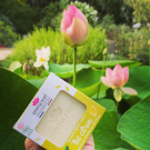 Swatch de Alla87 : Savonnettes éco-conçues parfum thé citron bio, Emma Noël