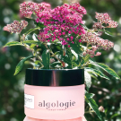 Swatch de Alla87 : Crème du Rivage - Crème Éclat Raffermissante & Liftante, Algologie