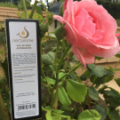 Swatch de Corinne1963 : Eau de rose 50mL, Nectarome