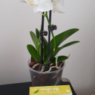 Swatch de alinel14 : Savonnettes éco-conçues parfum thé citron bio, Emma Noël