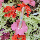 Swatch de Happylily : Ombre à paupières jumbo, Natorigin