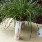 Swatch de Sandrine51 : SÉRUM VISAGE ANTI-ÂGE BIO SOIN CONCENTRATION ABSOLUE, Mademoiselle Agathe