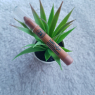 Swatch de Lesfeesbioandgreen : Ombre à paupières jumbo, Natorigin