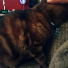 Swatch de Lorena58 : Baume riche reparateur au tamanu bio et monoi, LABORATOIRE KLORANE