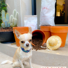 Swatch de Biscuitoffchi : KOOKAPI Chien Adulte, KOOKAPI