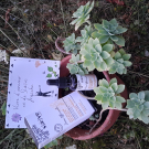 Swatch de Marianne02 : Sérum Botanique Bouclier Détox Anti-Oxydant, Saeve