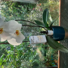 Swatch de HORUS1958 : Sérum Botanique Bouclier Détox Anti-Oxydant, Saeve