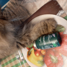 Swatch de LISERON13 : Sommeil, BioEnergies