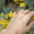 Swatch de peaudane : PURE PULP NEO, VELD'S