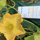 Swatch de forgirl : Sérum Botanique Bouclier Détox Anti-Oxydant, Saeve